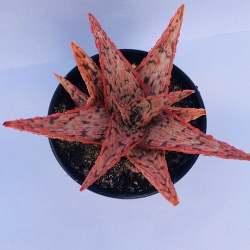  Succulents plant With Pink Tips 2