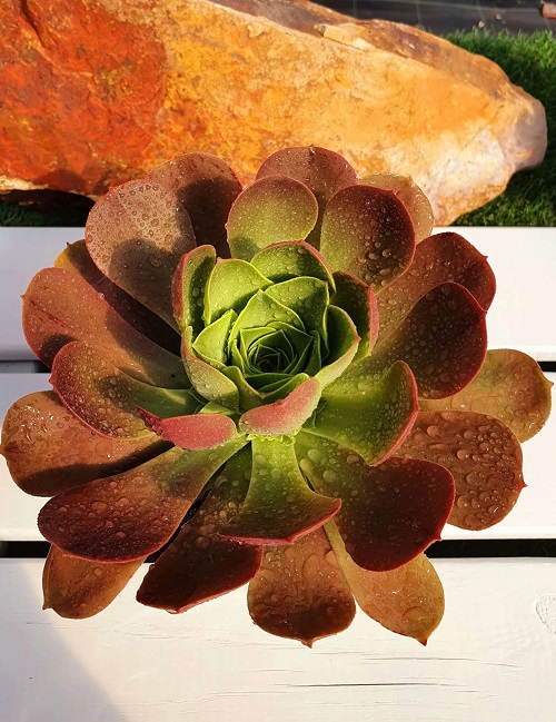  Red Color Succulent on rock