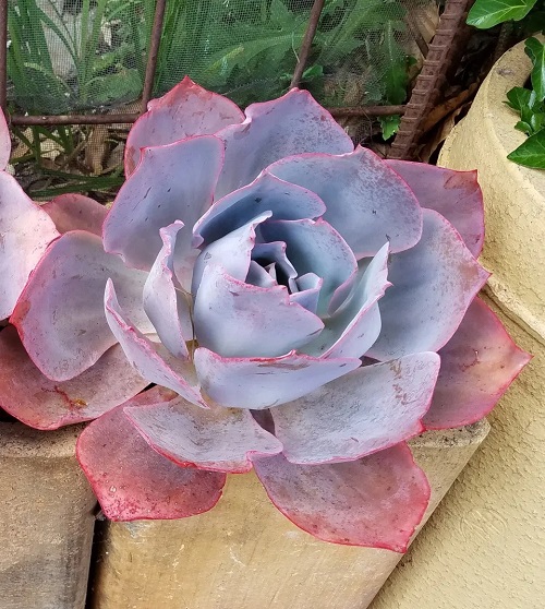 Succulents With Pink Tips 