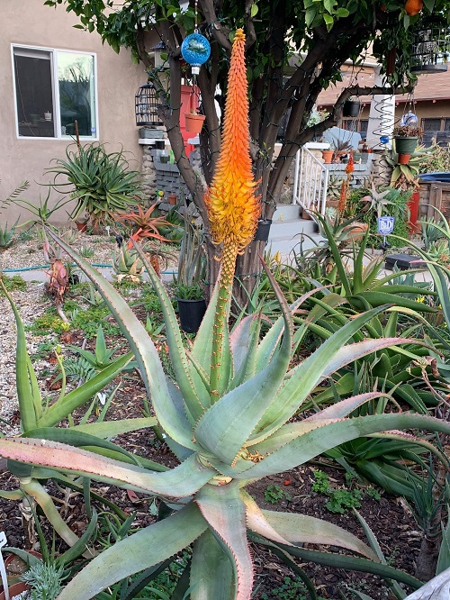 Aloe africana type of Aloe 