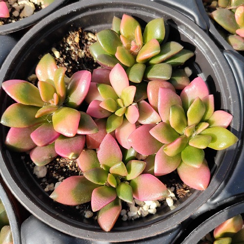 colorful Succulents With Pink Tips