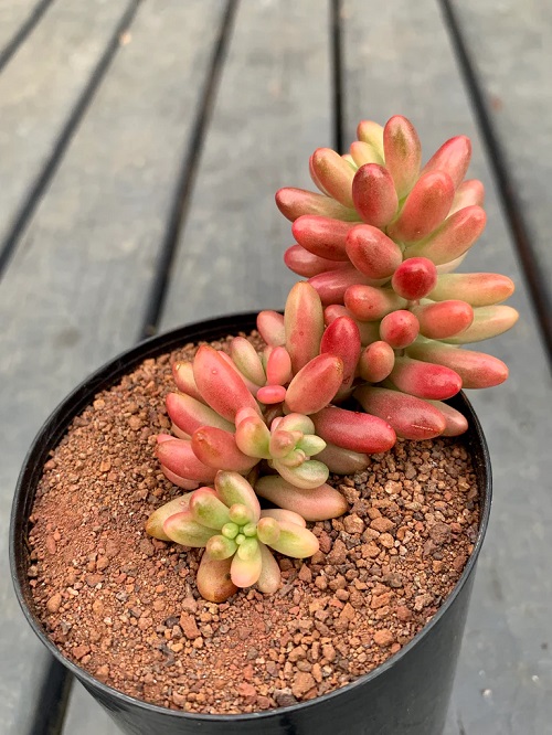 best Succulents With Pink Tips 