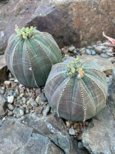 14 Best Round Succulents - Succulent Garden Web