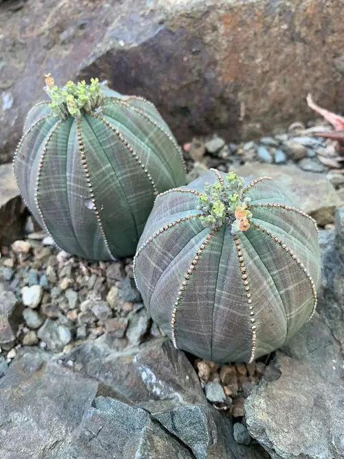 Best Round ball Like Succulents