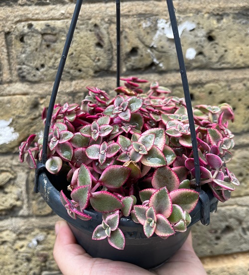 Succulents plant With Pink Tips