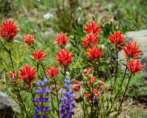 Beautiful  Red Color Succulent  Bloom