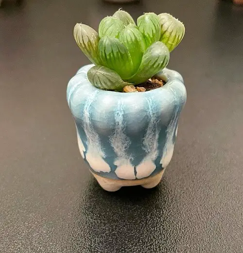 succulent plant with round leaves