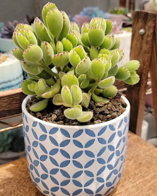 Top Round Succulents