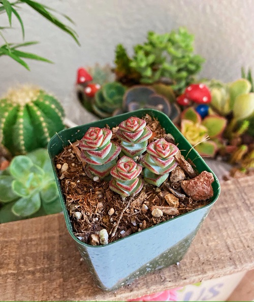 4 Inch Succulents