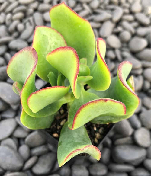 Green and  Red edge Color Succulent 