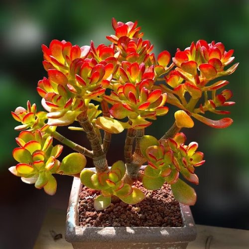 Green and  Red Color Succulent 