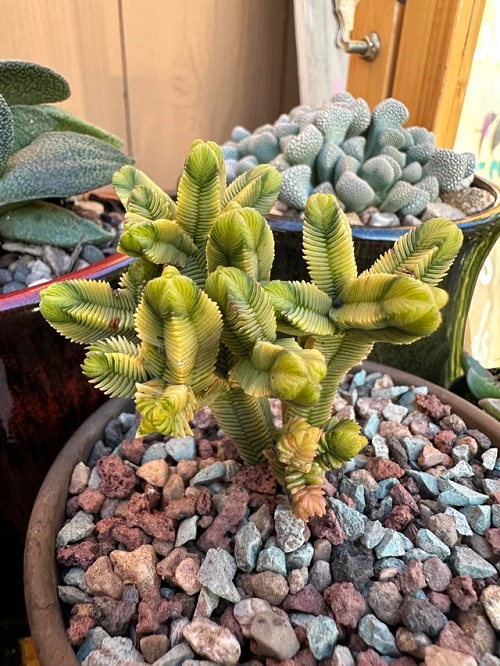 Succulents That Look Like Hair