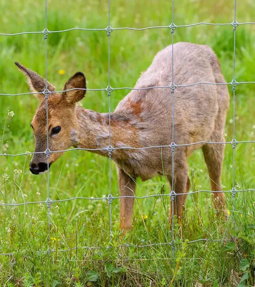 Deer Fence