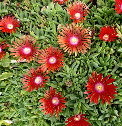 Red Color Succulent on ground