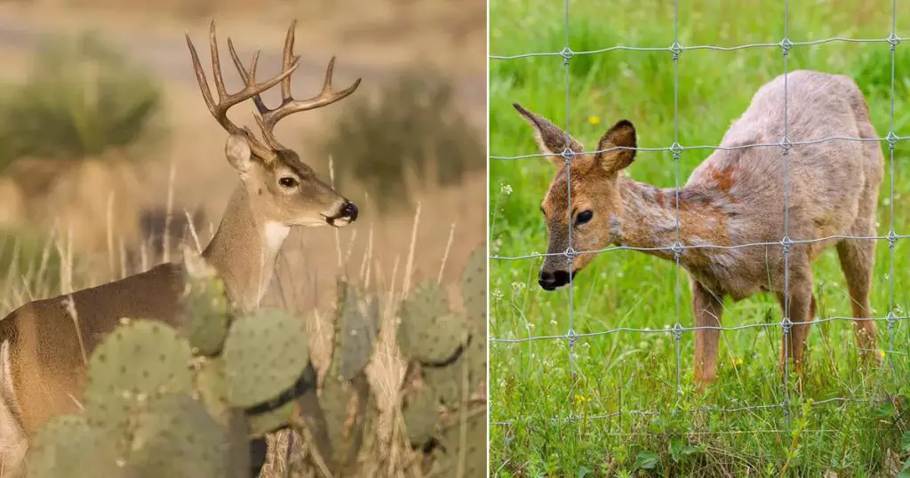 Do Deer Eat Succulents? - Succulent Garden Web