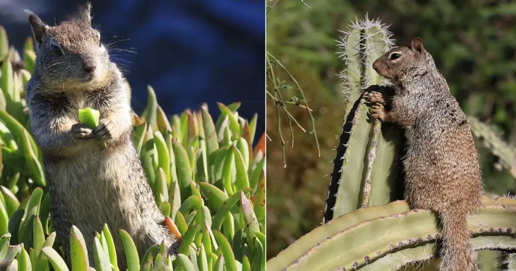 Do Squirrels Eat Succulents? - Succulent Garden Web