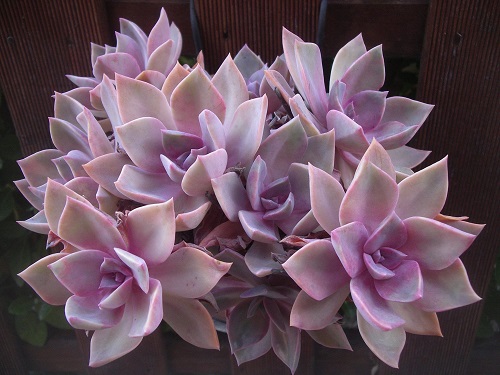 beautiful Succulents With Pink Tips