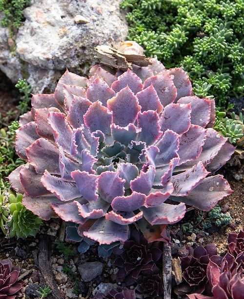 Gorgeous plant of succulents with pink tips 1