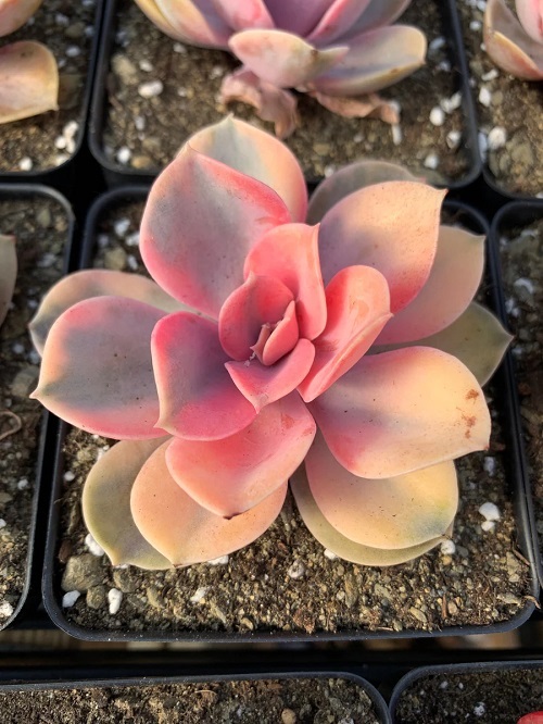 amazing Succulents With Pink Tips