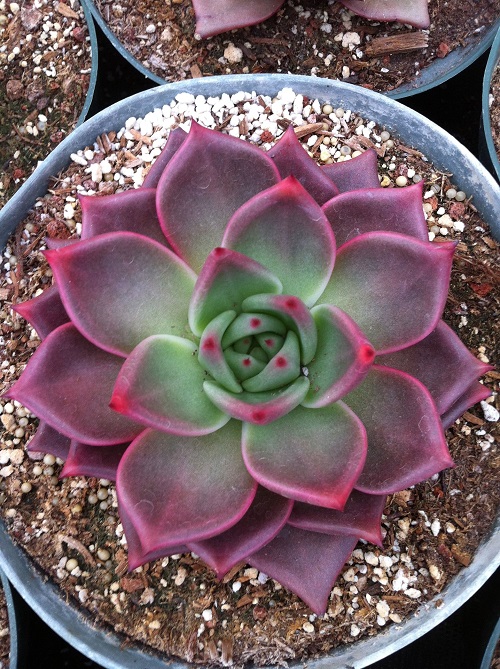 Beautiful  Succulents plant With Pink Tips 1