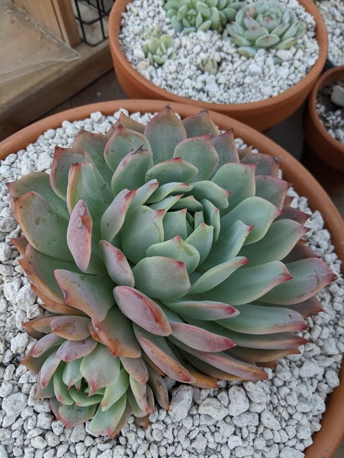 best Succulents With Pink Tips in pot