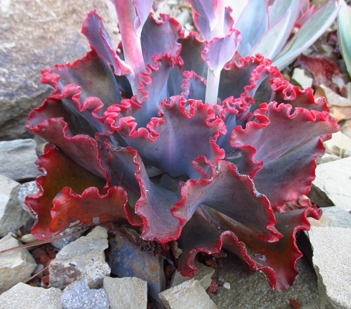 beautiful Red Color Succulent