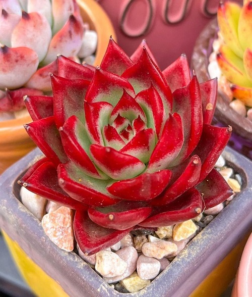 blooming Red Color Succulent 