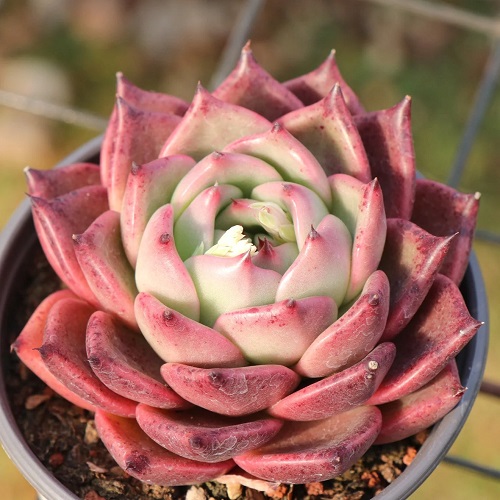 Red Color Succulent coloful