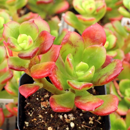 Succulents With Pink Tips in garden