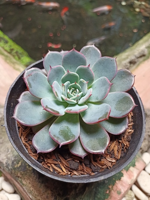 Succulents With Pink Tips