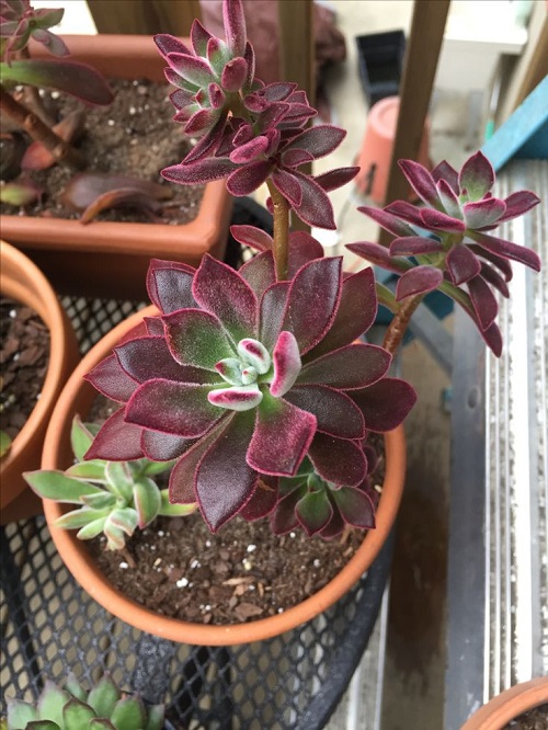 beautiful Red Color Succulent in concrete pot 