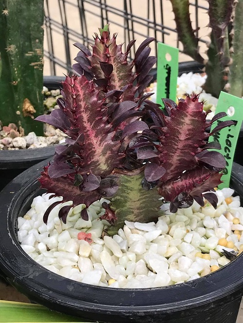 Red Color Succulent in peddle rock