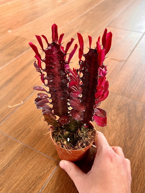 Red Color Succulent in pot ideas