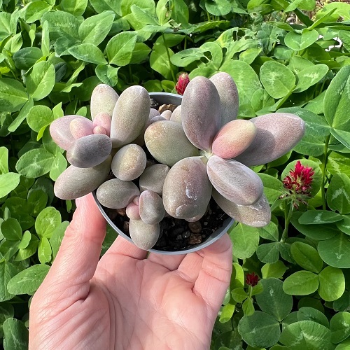 Fittkaui Types of Pachyphytum