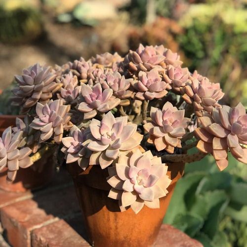 Succulents With Pink Tips in balcony