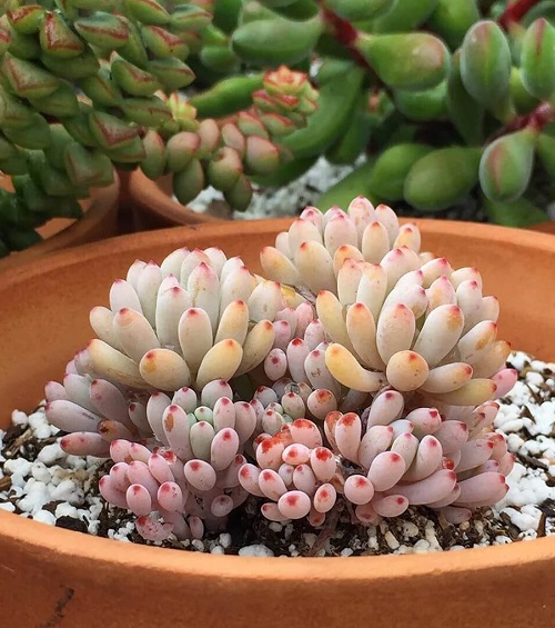 Succulents With Pink Tips in pot