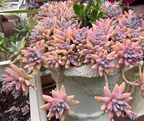 Beautiful  Succulents plant With Pink Tips 3