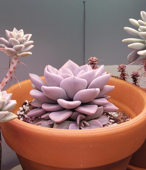Gorgeous Pink-Tipped Succulent Plant