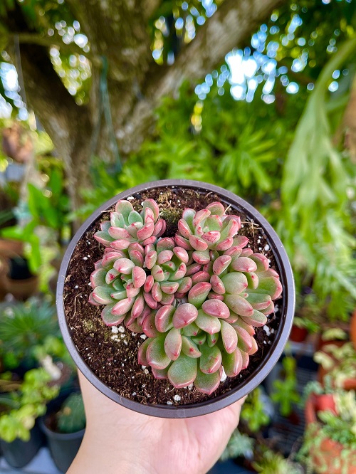 Succulents With Pink Tips in hand 1