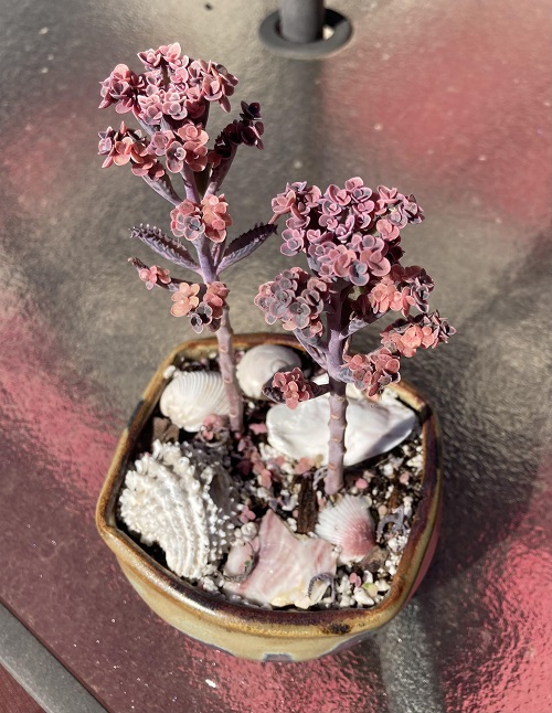 Gorgeous Pink-Tipped Succulent Plant 2