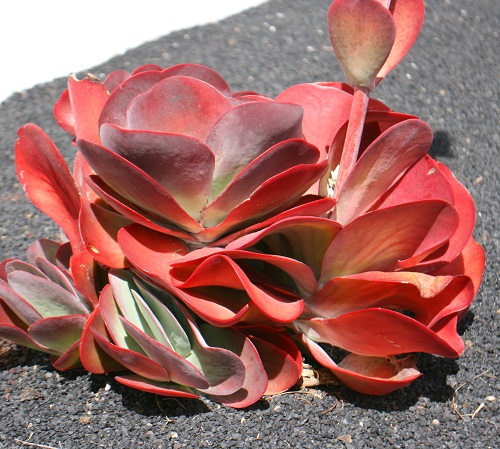 Amazing  Red Color Succulent 