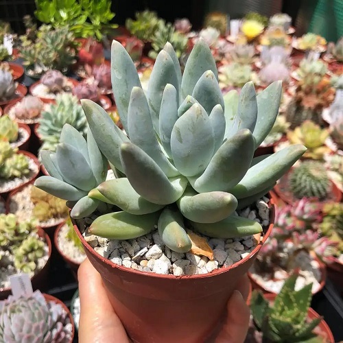 Moon Silver Best Types of Pachyphytum 