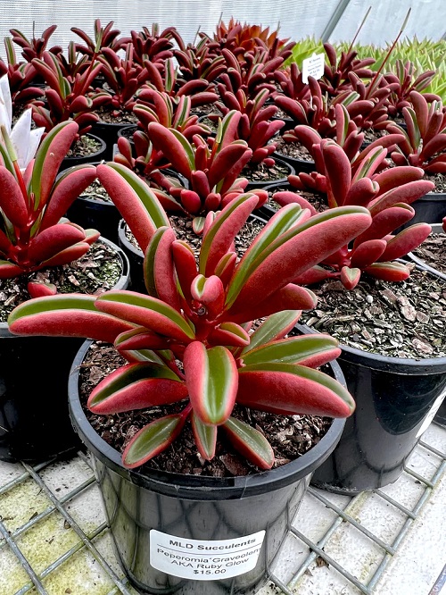  Red Color Succulent  