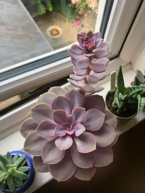 Best Round Succulents Near Window