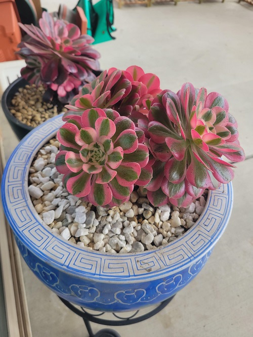  pink-tipped succulent plant 1