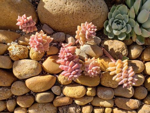 Succulents With Pink Tips 1