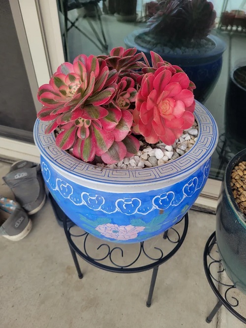 Succulents With Pink Tips in decorative