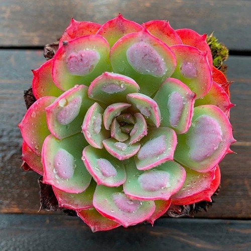  Succulents plant With Pink Tips 1