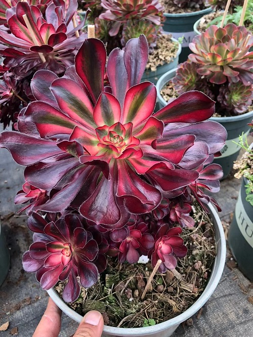 Red Color Succulent Flower