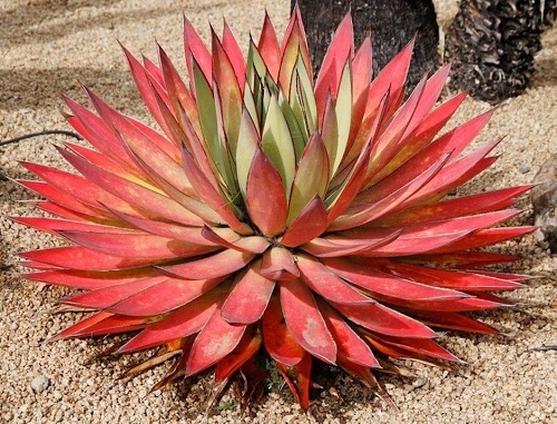  Red Color Succulent  in rock garden